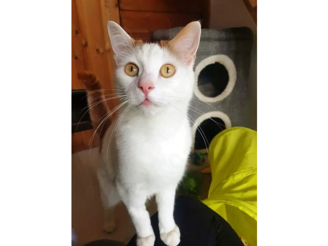 Milo