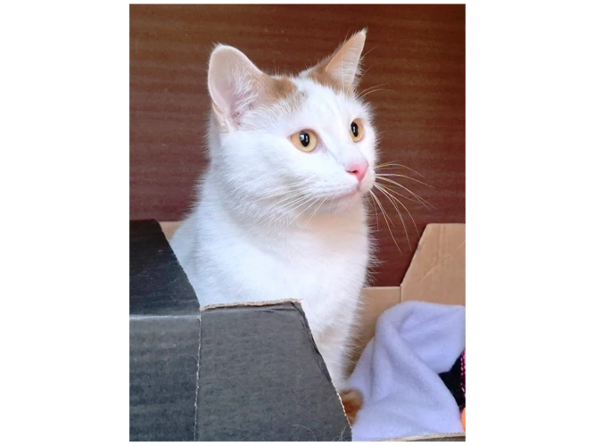 Milo