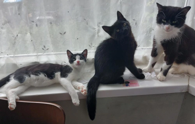 Henry Simon and Clea kittens