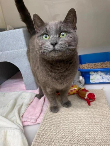 Gracie