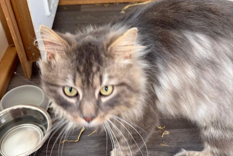 Floofy