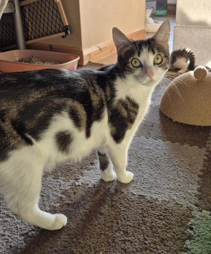 Mimi