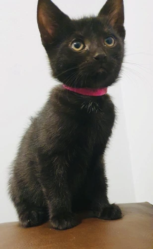 Shiloh pink collar