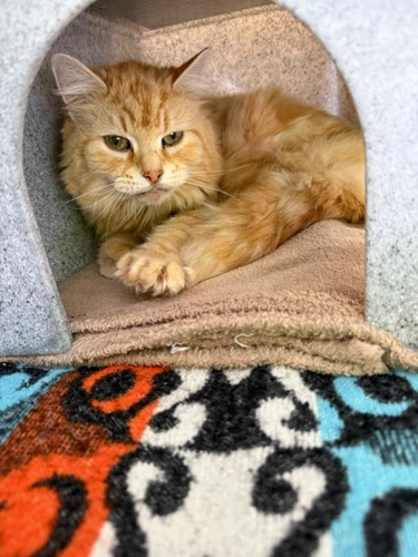 Milo