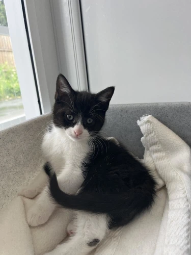 Nova