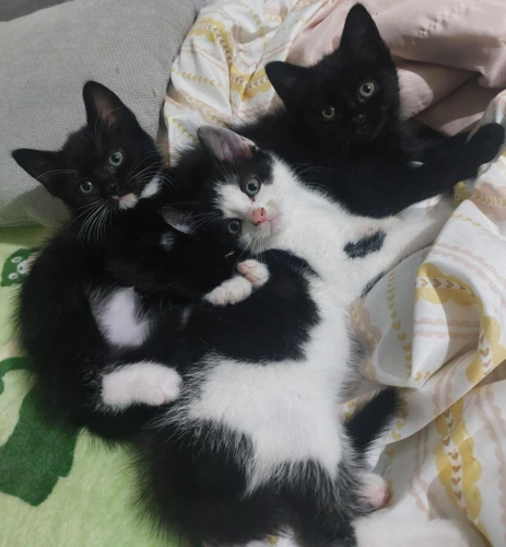 Lovely kittens