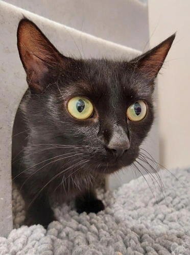 Jellybean 3y old female