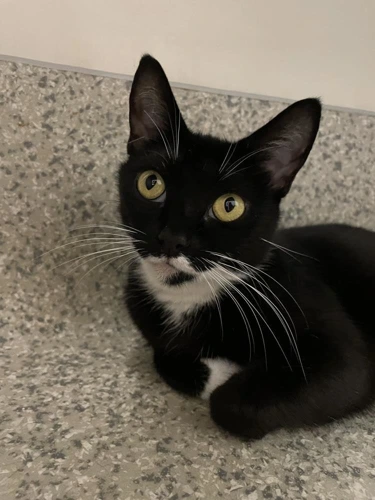 Skia 2 Year Old Female