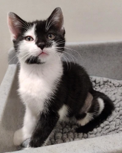 Erebus 9 wk old female