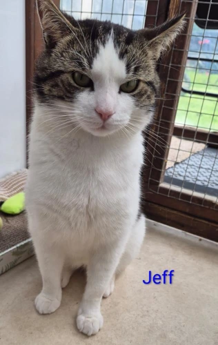 Jeff 117 2026