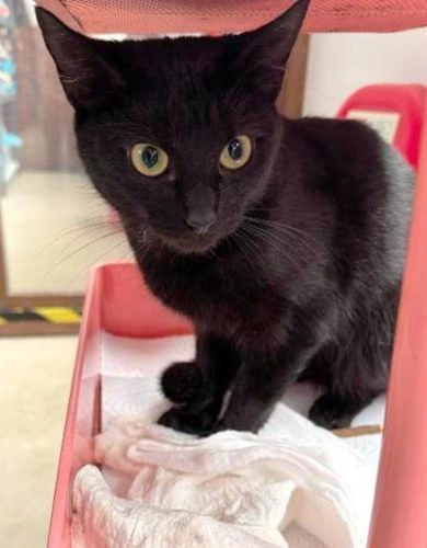 KIKI