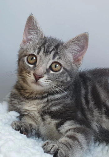 Cupid
