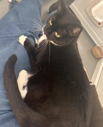 Sox