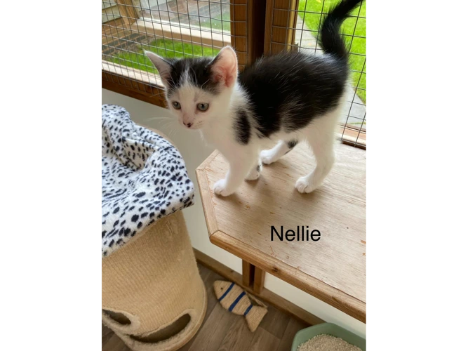 Nellie