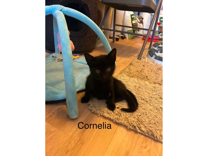 Cornelia