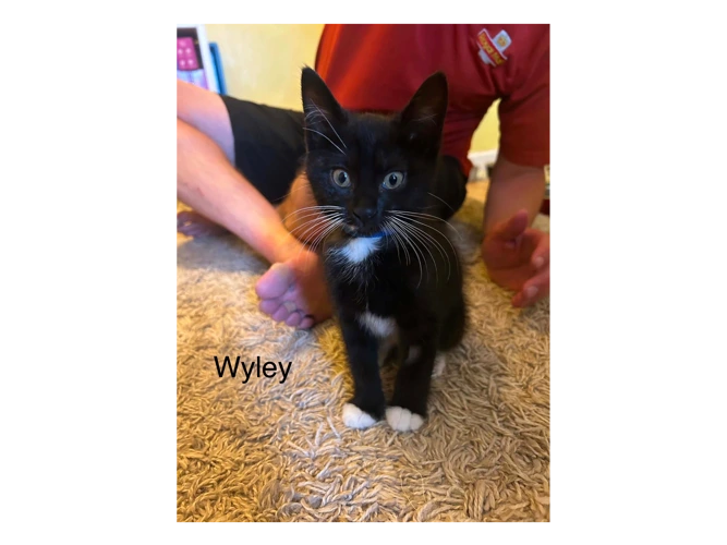 Wyley