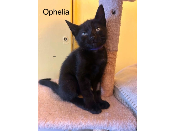 Ophelia