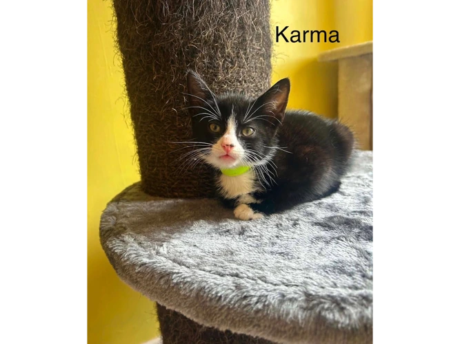 Karma