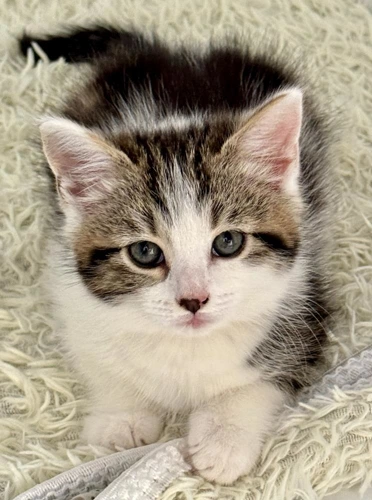 Fluffy