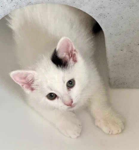 Yuki