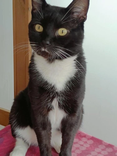 Sylvester