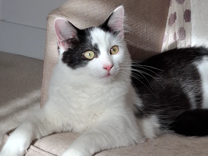 Angelo