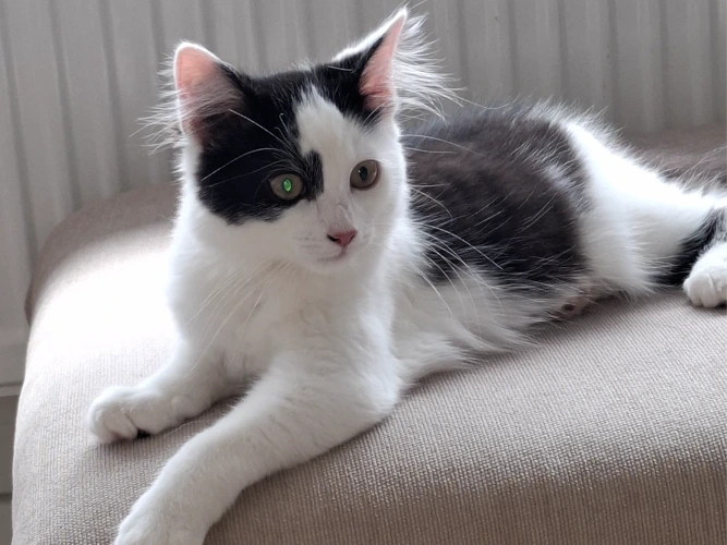 Angelo