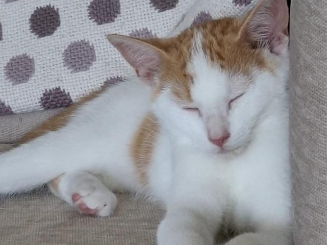 Olly