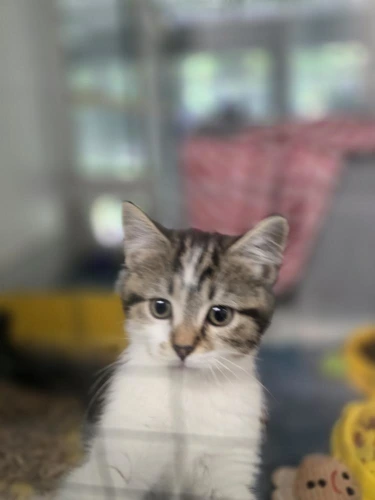 Delilah