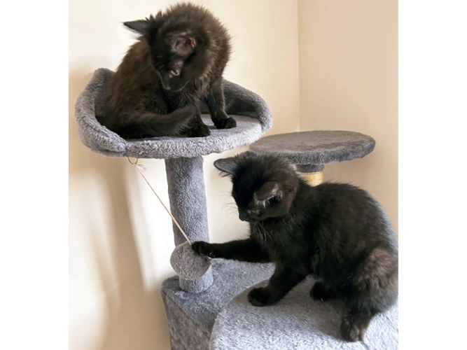 Onyx & Pepper