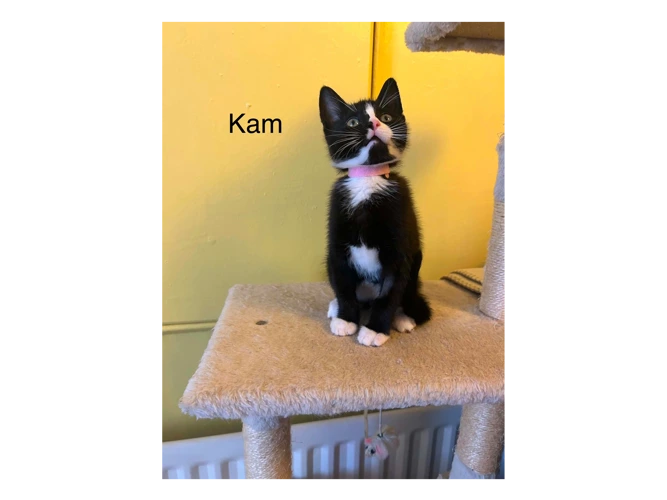 Kam