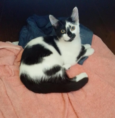 Fran