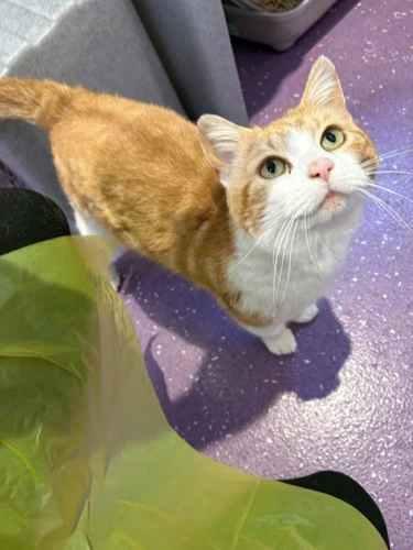 Honey