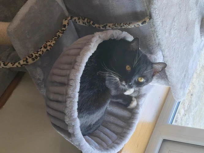 Mateo