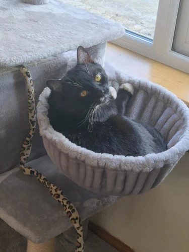 Mateo