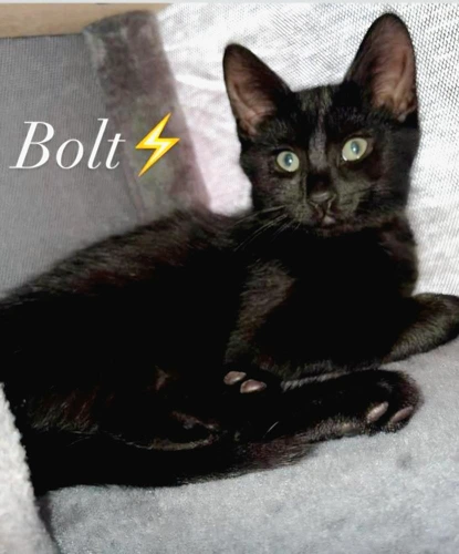 Bolt
