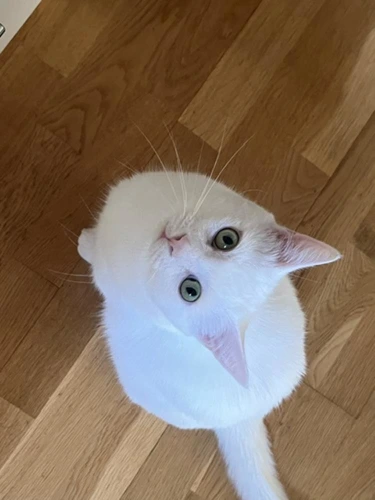 Jasper