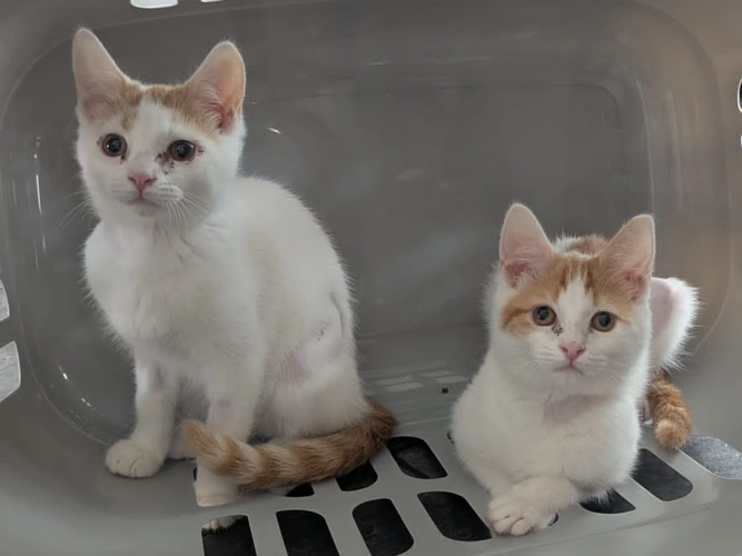 3-month-old Pebble & Coral