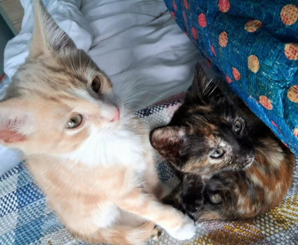 Milton and Duffy