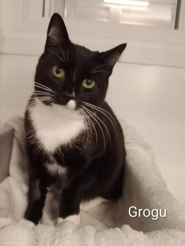Grogu