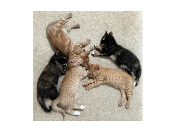 Callies kittens