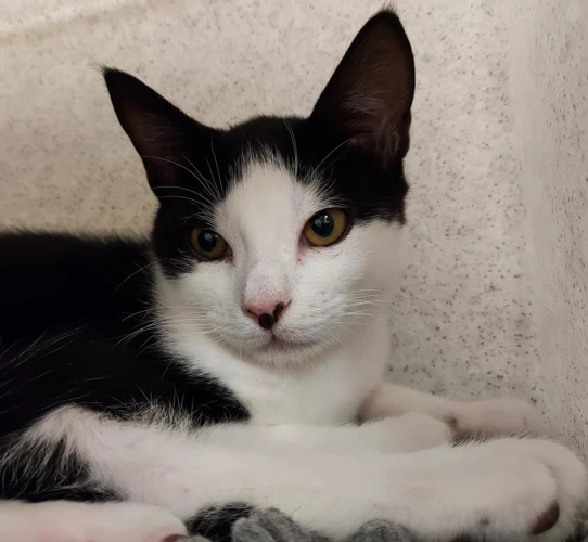 Ringo 3 Month Old Male