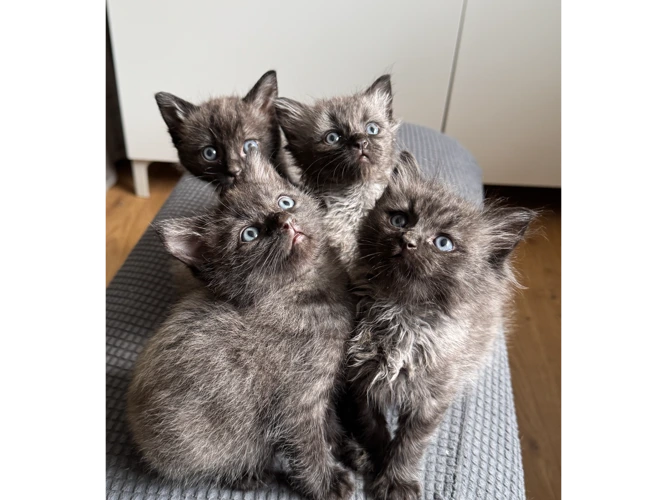TWO KITTENS