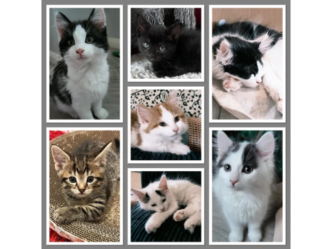 Kittens