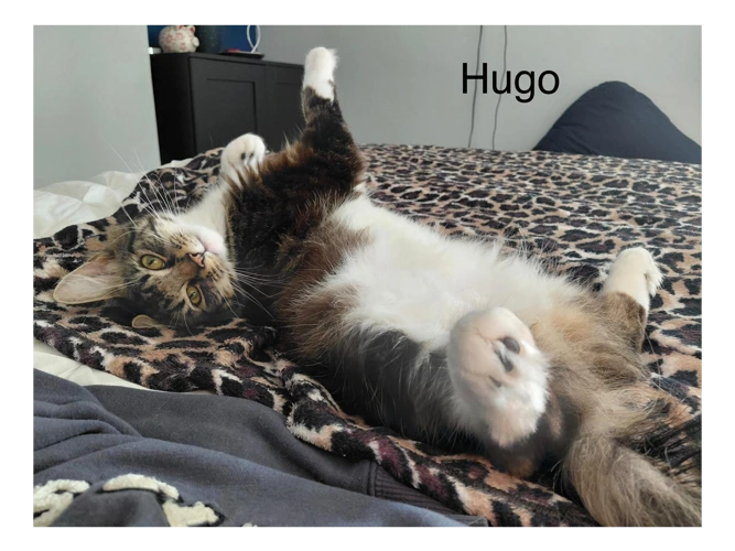Hugo