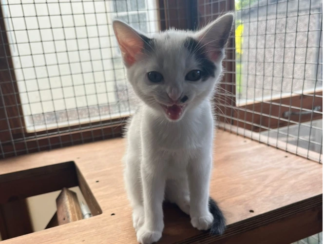 LUNA (AC)
