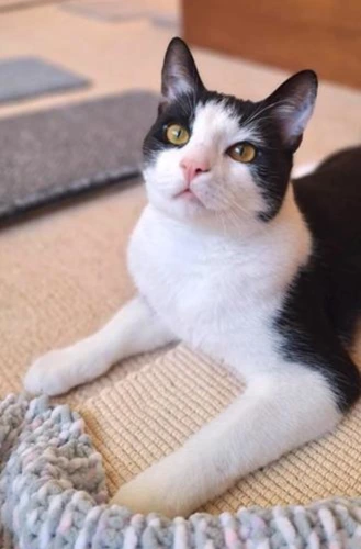 SOX