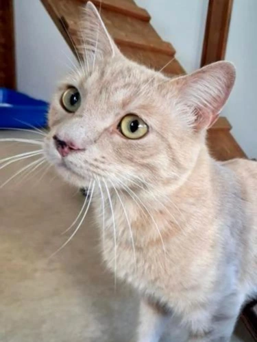 LEO