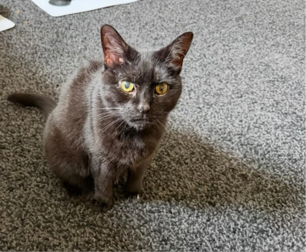 Darcy