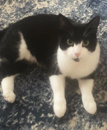 Oreo